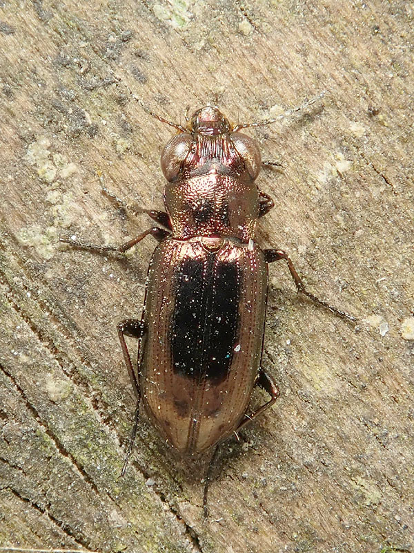 Carabidae: Notiophilus geminatus ? no, Notiophilus substriatus